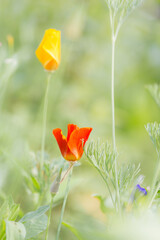 Kalifornischer Mohn im Blumenfeld