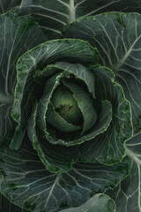 Obraz premium Gardening and agriculture concept. Green leaves of young cabbage, top view. Natural background