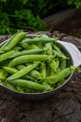 Harvest of ripe pods of green peas. Green peas in stitches in a metal bowl on a wooden natural background. Fresh green peas pods on a wooden board