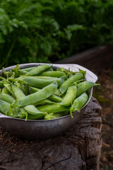 Harvest of ripe pods of green peas. Green peas in stitches in a metal bowl on a wooden natural background. Fresh green peas pods on a wooden board
