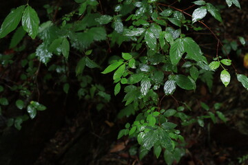 nature in Hinohara village  ,japan,tokyo