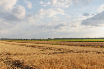 stubble field of corn at the background green fields and a blue and cloudy sky