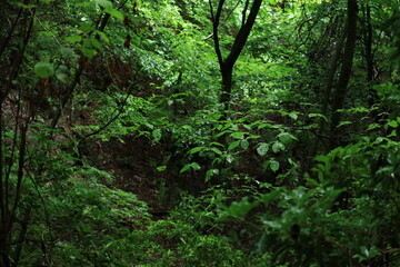 Fototapeta na wymiar nature in Hinohara village ,japan,tokyo