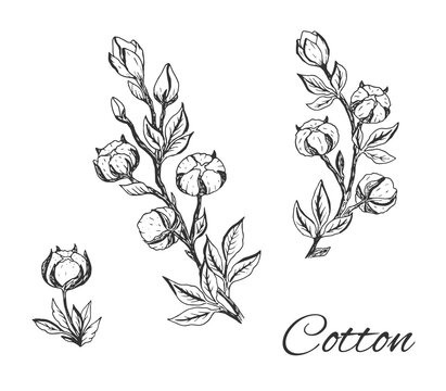 Vector set of hand draw ink cotton plant. Botanical illustrations.