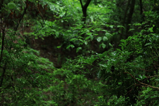 nature in Hinohara village ,japan,tokyo © minkim31
