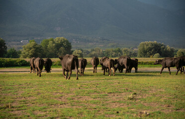 Black water buffaloes grazing at the meadow at sunset