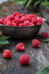 Freshly harvested raspberry. Raspberries on wooden background close up, metal cup with raspberries in the background
