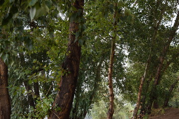 Fototapeta premium Trees, fields, grass, river collection