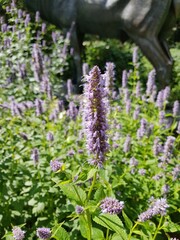 purple flowers in a garden