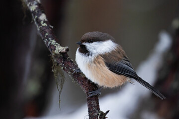 Siberian tit, Poecile cinctus, in Lapland during a cold wintery weather, Northern Finland