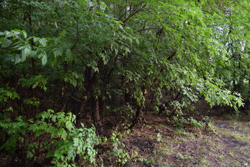 Fototapeta premium Trees, fields, grass, river collection