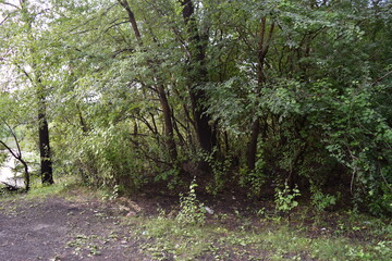 Trees, fields, grass, river collection