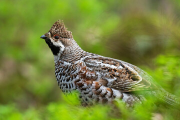 A male Hazel grouse (Tetrastes bonasia) with a raised crest feathers in a green, lush and old...