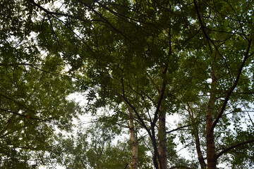 Trees, fields, grass, river collection