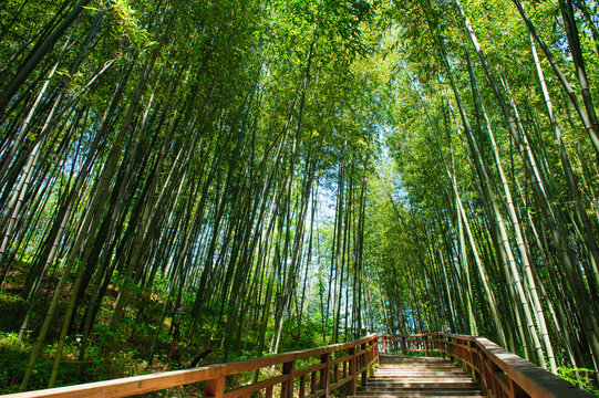 Bamboo forest. 'Jungnogwon' bamboo garden in Damyang, South Korea.