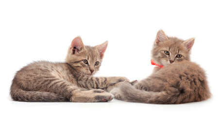 Two small gray kitten.