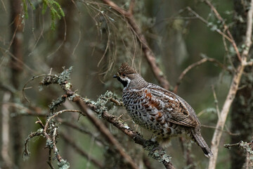 A male Hazel grouse (Tetrastes bonasia) with a raised crest feathers in a green, lush and old boreal forest during spring breeding season in Estonia, Northern Europe. 