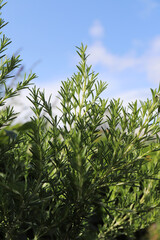 Rosmarinus grows in a botanical garden in sunny weather