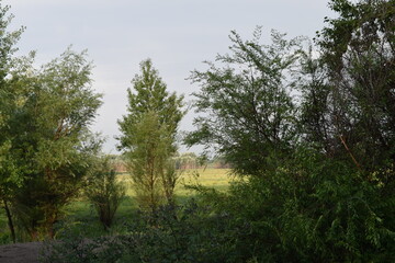 Trees, fields, grass, river collection