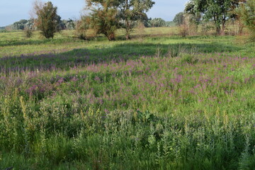 Trees, fields, grass, river collection