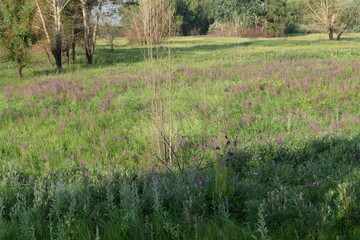 Trees, fields, grass, river collection