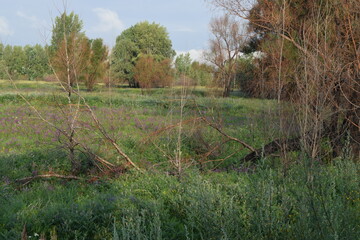 Trees, fields, grass, river collection
