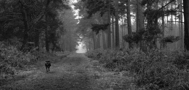 walking in the woods,Heath Warren Wood Hampshire, colourful woodland scenes