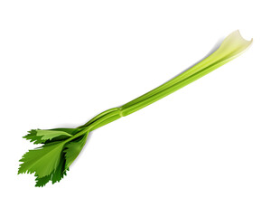 セロリのイラスト/背景は透明/野菜