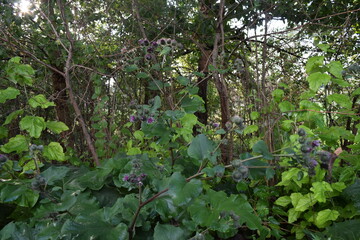 Trees, fields, grass, river collection