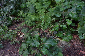Trees, fields, grass, river collection