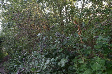 Trees, fields, grass, river collection