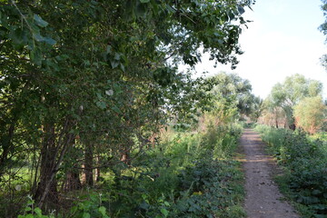 Trees, fields, grass, river collection