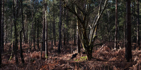 trees in the forest,Heath Warren Wood Hampshire, colourful woodland scenes