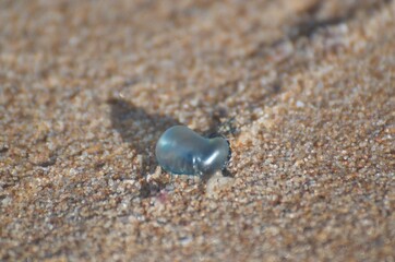 Blue Bottle Sea Creature on the Sand