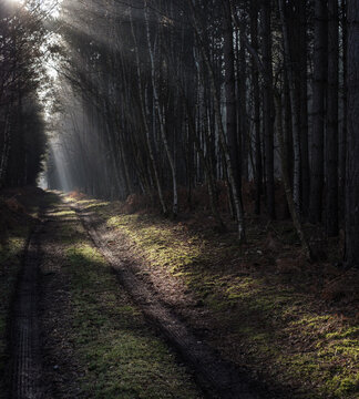 path in the forest, Heath Warren Wood Hampshire, colourful woodland scenes
