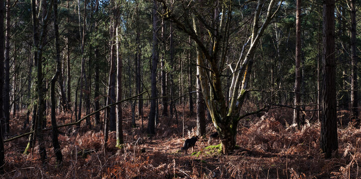 trees in the forest,Heath Warren Wood Hampshire, colourful woodland scenes