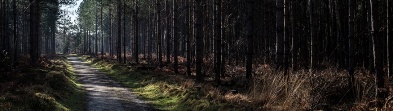 Heath Warren Wood Hampshire, colourful woodland scenes