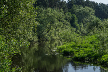 Landscape with a forest river and dense trees.