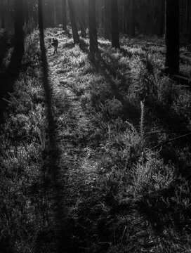forest in the fog,Heath Warren Wood Hampshire, colourful woodland scenes