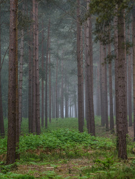 forest in the morning, Heath Warren Wood Hampshire, colourful woodland scenes