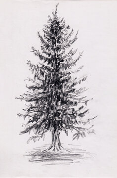 Charcoal drawing with pine tree. Abstract nature artwork on paper. Fir tree pencil sketch in vintage style. Monochrome mysterious spruce drawing for vertical poster, decoration, wall painting.