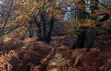 autumn in the forest, Heath Warren Wood Hampshire, colourful woodland scenes