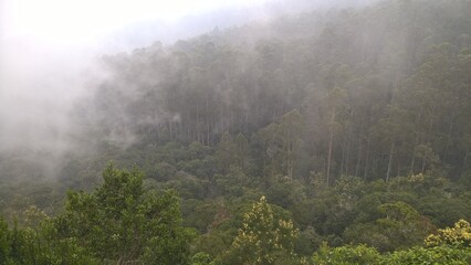 morning mist in the forest