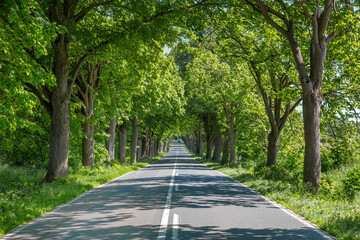 Allee auf der Insel Rügen 