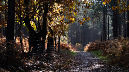 autumn forest in the morning, Heath Warren Wood Hampshire, colourful woodland scenes