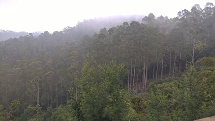 morning mist in the forest