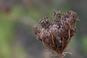 The shape and composition of the autumn flowers in Tuscany Italy