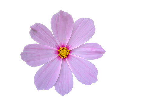 cosmos flower isolated on white