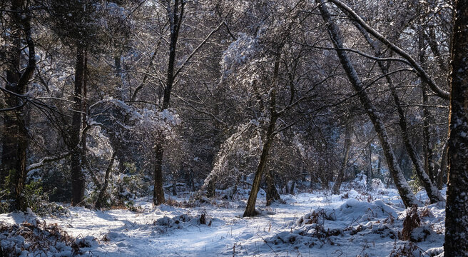 winter scene at Heath Warren Wood Hampshire, colourful woodland scenes