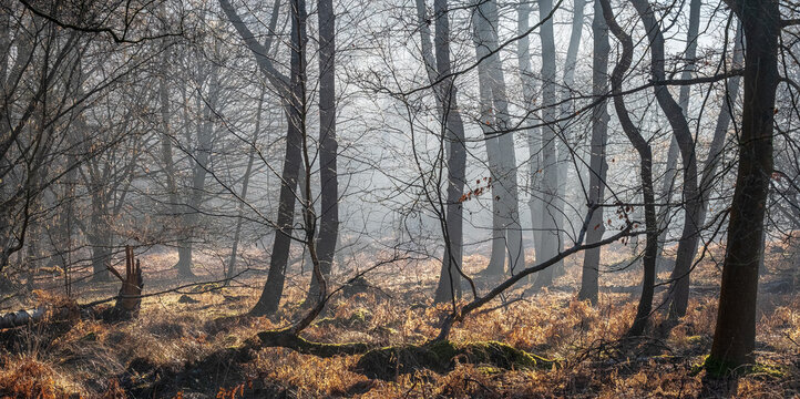 Heath Warren Wood Hampshire, colourful woodland scenes